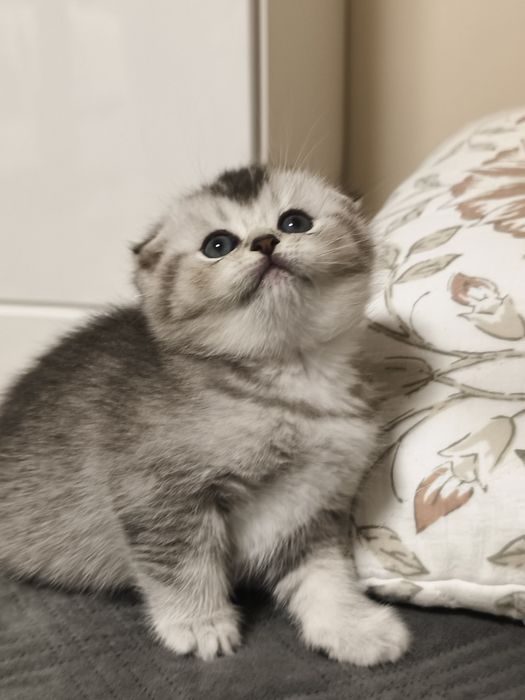 Gatinho Scottish Fold