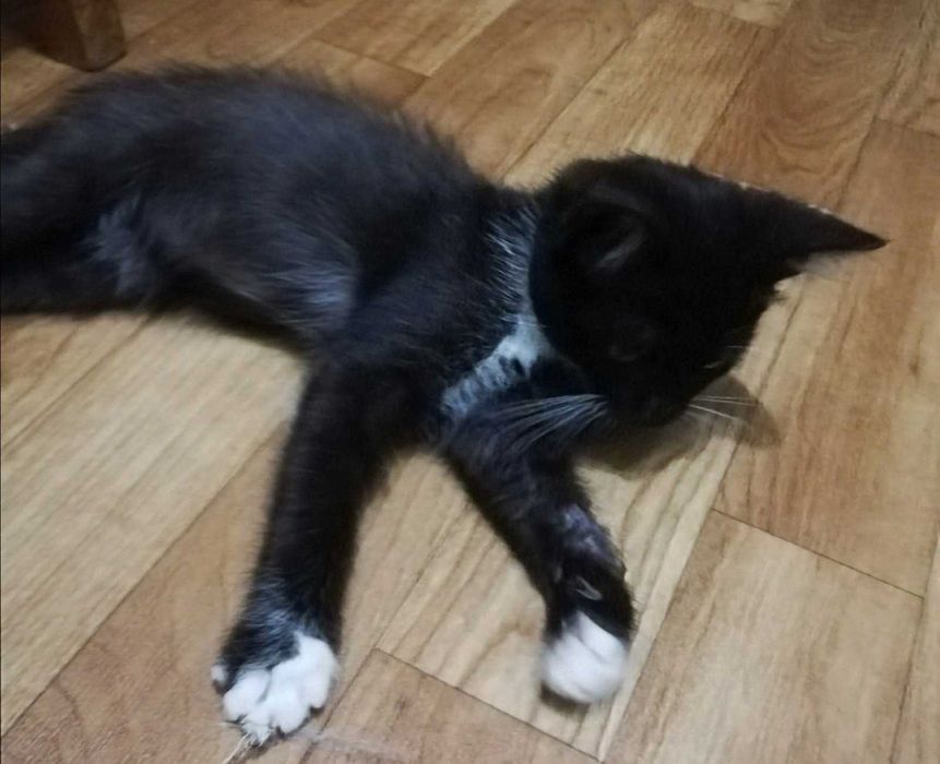 Котенок Феликс, возраст около 2, 5 месяца, ищет дом!