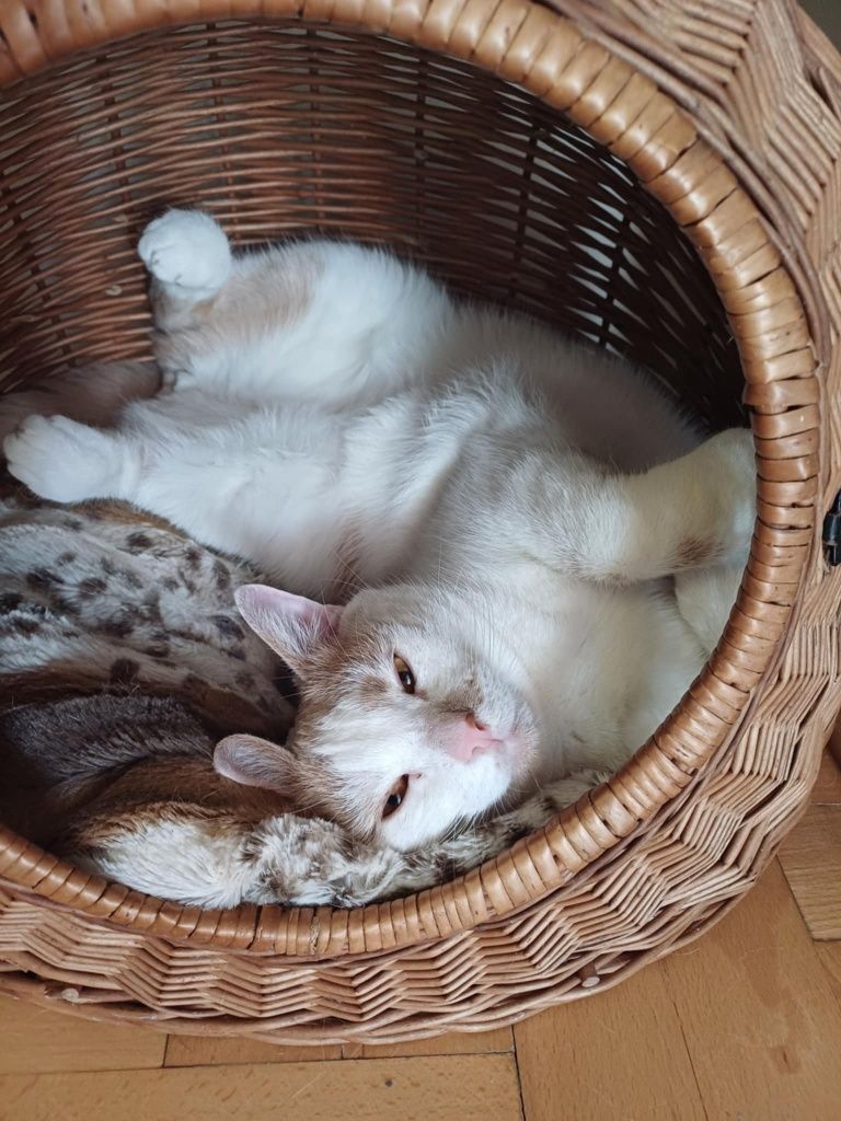 Zachwycający kocurek gotowy na nowy dom!