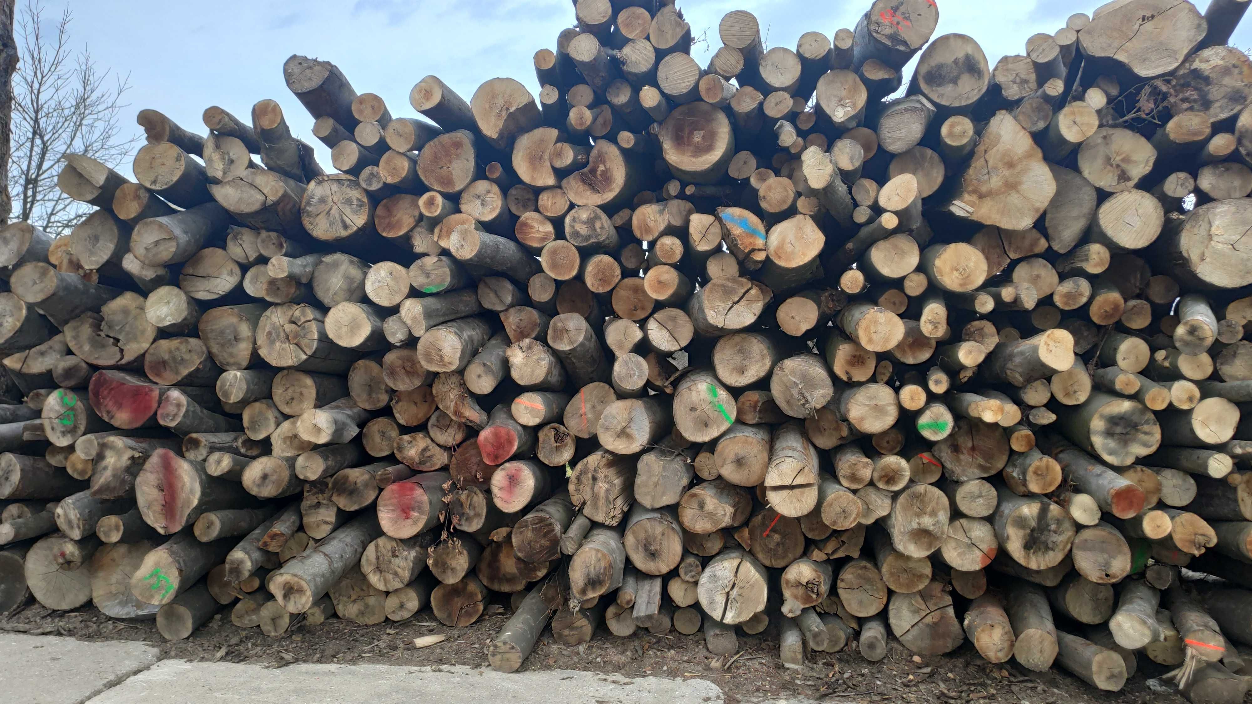 Drewno buk grab metrówki lub dwumetrowe