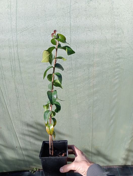 Plantas tropicais araças, pitangas, goiabas...