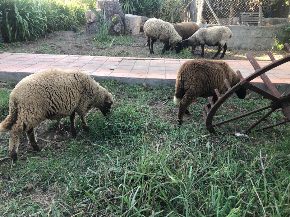 Carneiros - Cordeiros - Animais de Quinta