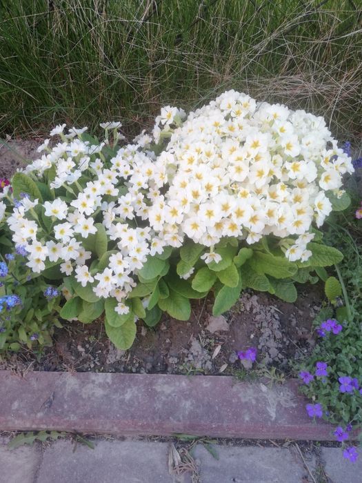 Sadzonki pierwiosnków mix 10 sztuk