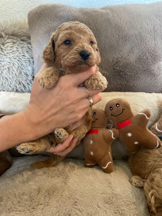 Pudel Miniatura Suczka