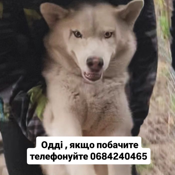 Пропав хаскі, шукаємо втікача Звенигородщина , хаска