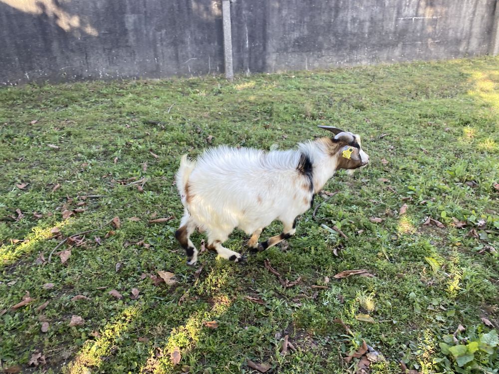 Cabrito anão bom reprodutor