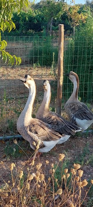 Vendo trio de gansos sinaleiros de barbela 2024