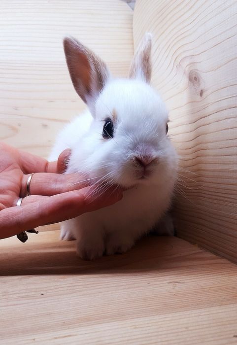 Карликовые супер мини кролики декорат.торчеухие и вислоухие кролики