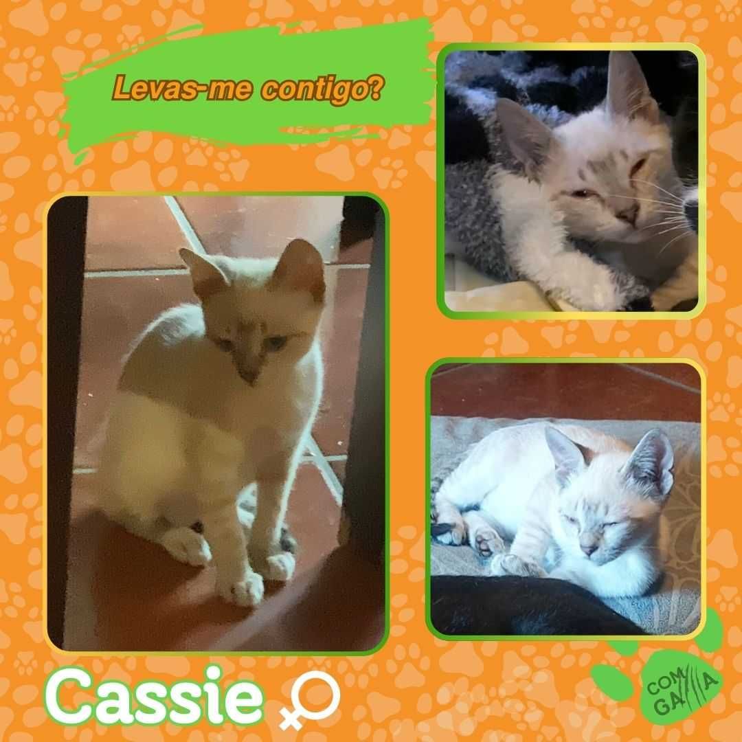 Gatinhos para adoção - Orion e Cassie