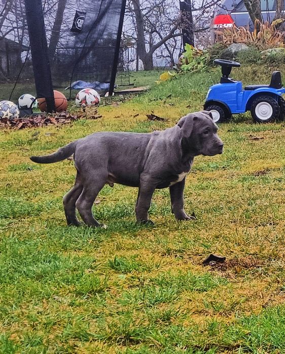 Szczeniaki bandog- cane corso dog argentyński mastino amstaff