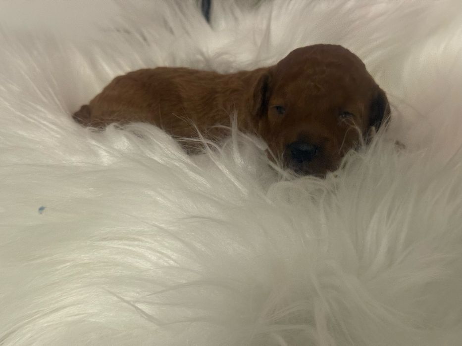 Pudel toy chlopak po rodzicach Toy