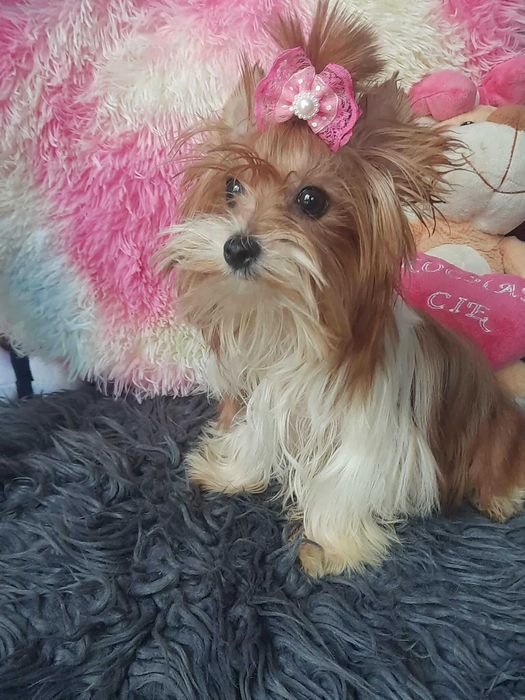 White ocean pearl Yorkshire terrier miniaturka suczka paszport