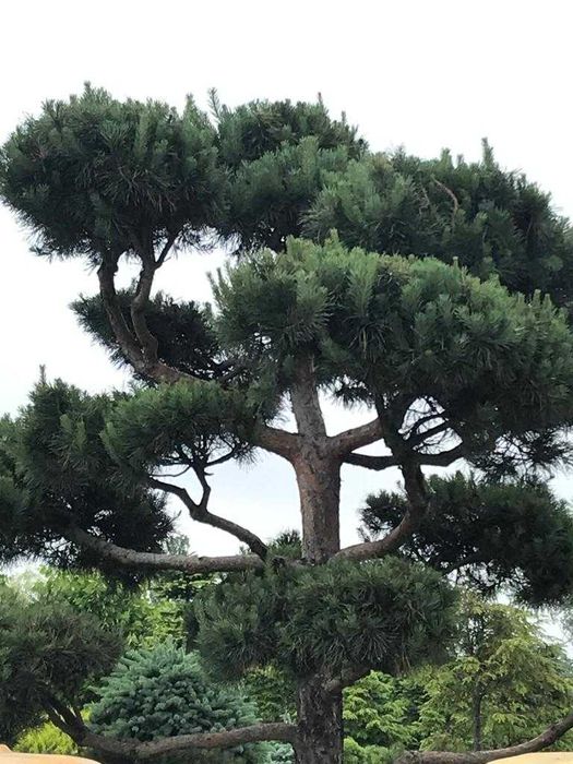 Szkółka drzew i krzewów, lampy ogrodowe