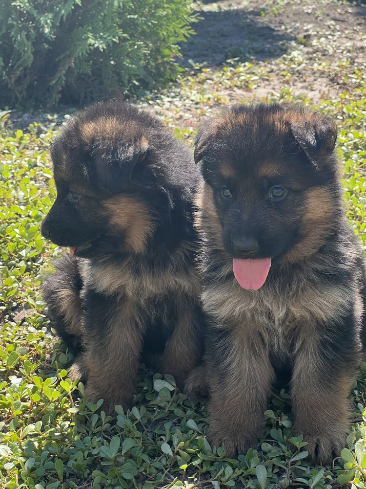 Щенки німецької вівчарки