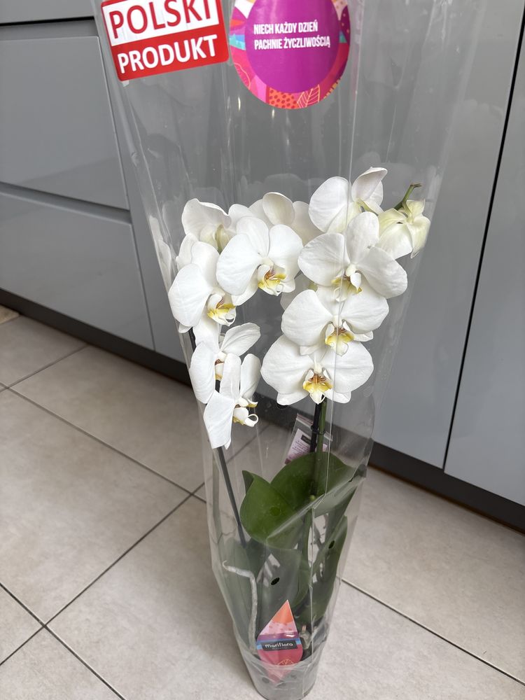 Kwiat storczyk orchidea