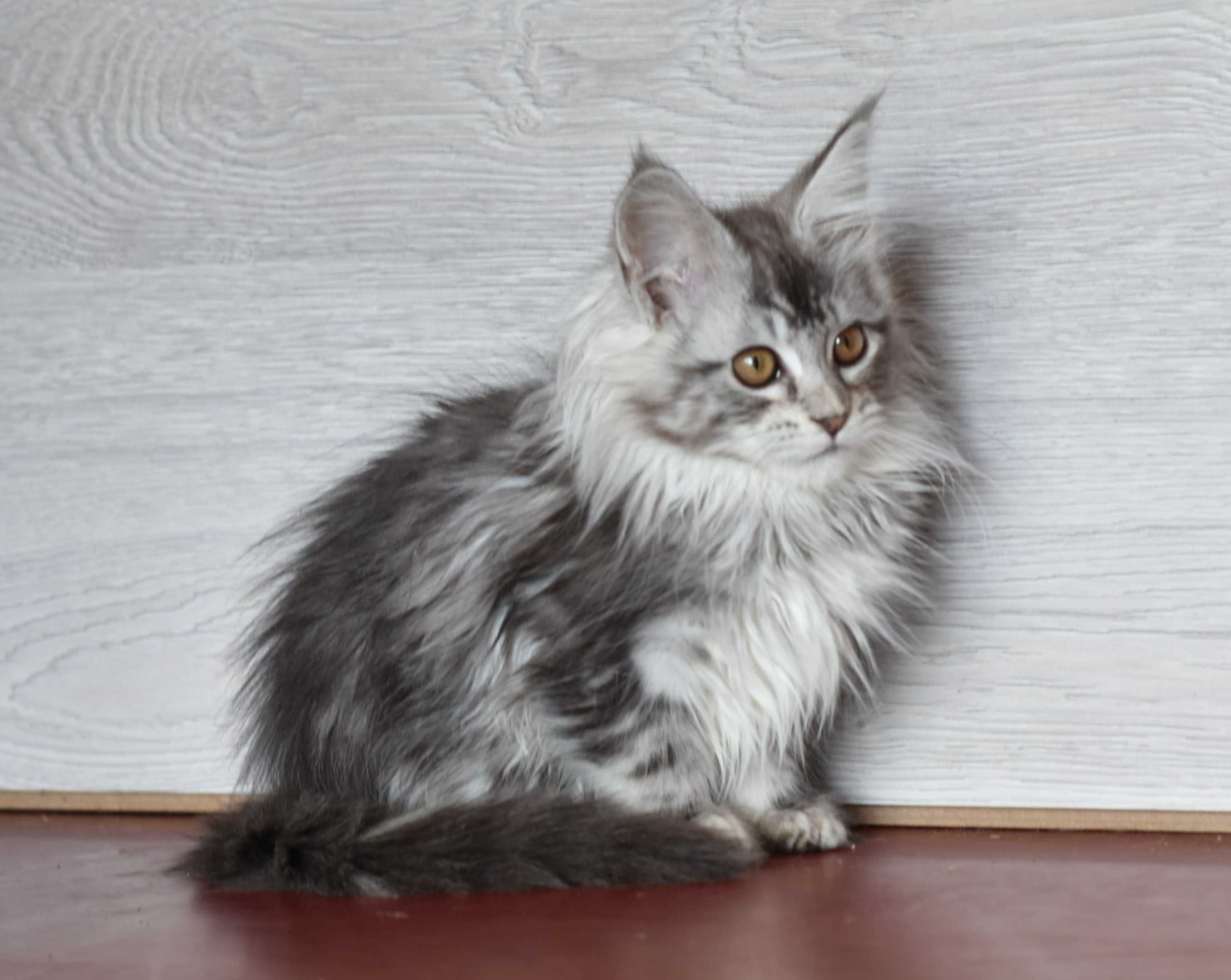 Котенок мейн кун серебряная девочка