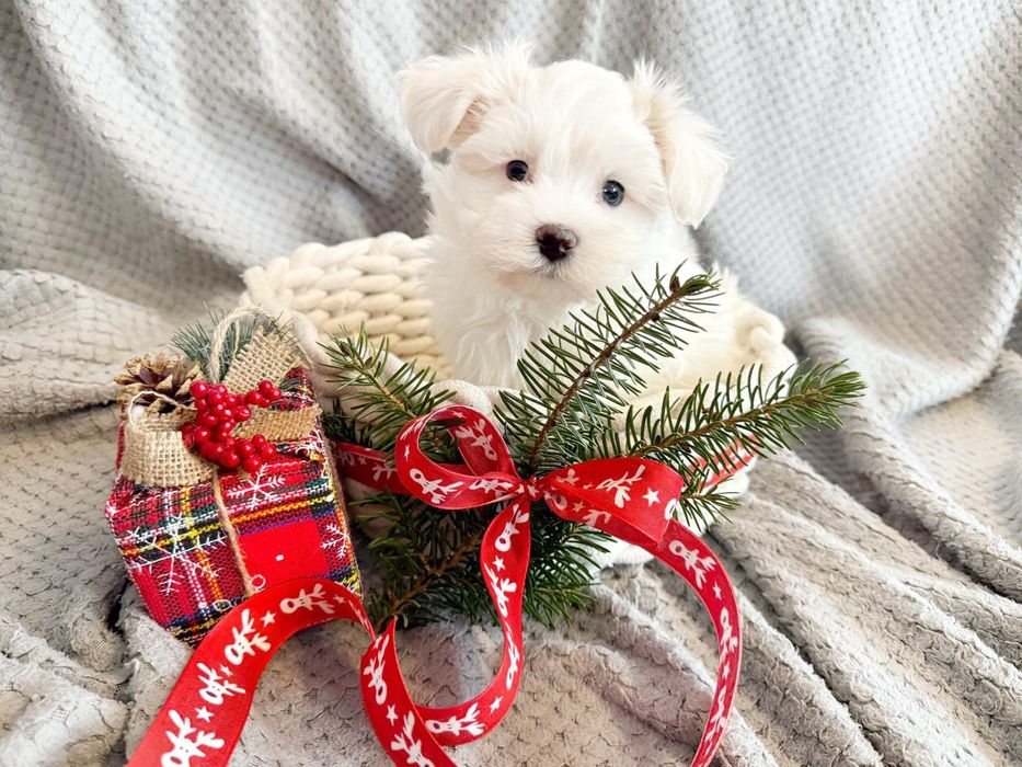 Piesek Maltańczyk rodowód