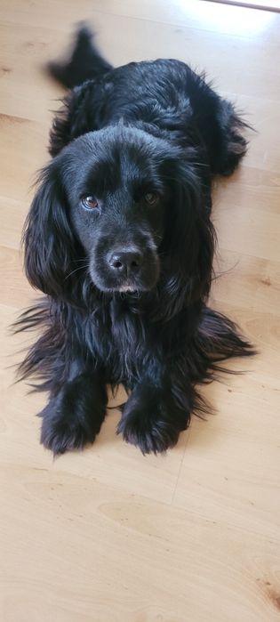 Szczeniak cocker spaniel z mieszańcem