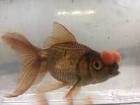 **ULTIMAS UNIDADES** Oranda Chocolate/Red Ponpons 8/10cm