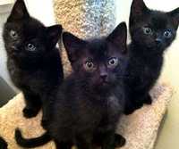 Trzy małe kotki czarne