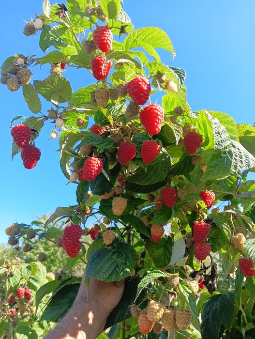 Sadzonki malin letnie i jesienne WYSYŁKA