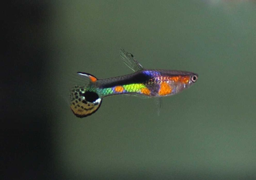 Poecilia Wingei Class N