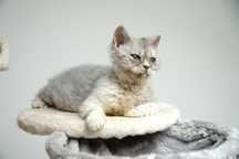 Daina Kotka Selkirk Rex