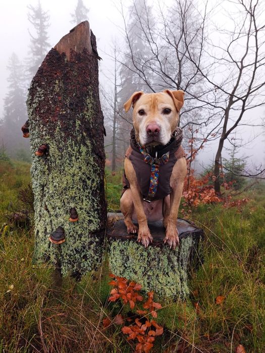 Teodor- łagodny domowy pies szuka rodziny do pokochania
