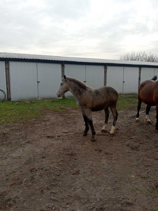 sprzedam ogierka i klaczke