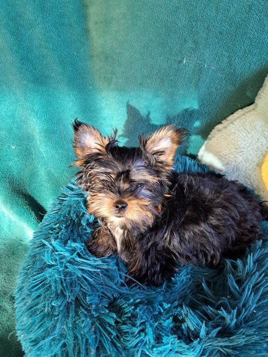 Yorkshire Terrier, york Drobnej budowy