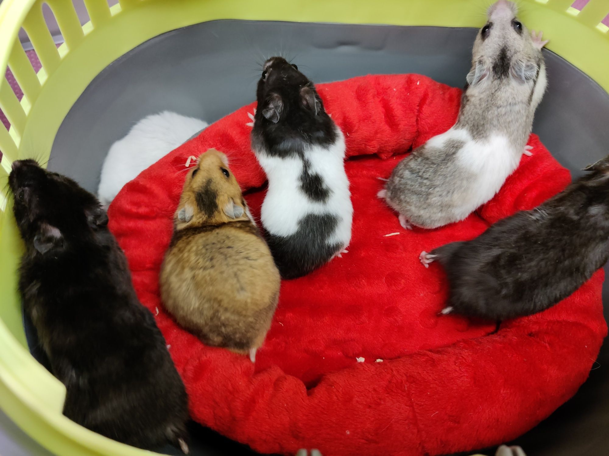 Chomiki syryjskie młode ,zdrowe ,zadbane sklep zoo Julianowska 7b Łódź