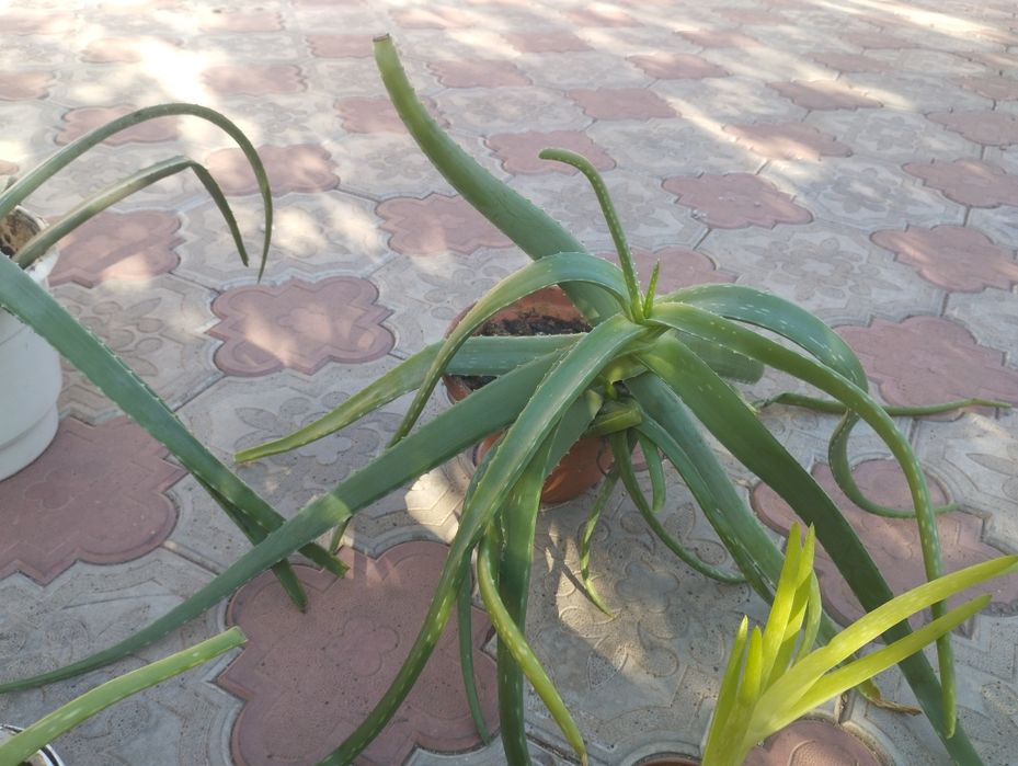 Алое Вера. Крупнолистні. Від малих до великих