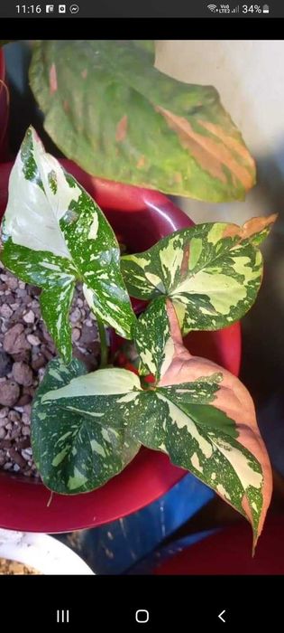 Syngonium Red Spot Tricolor