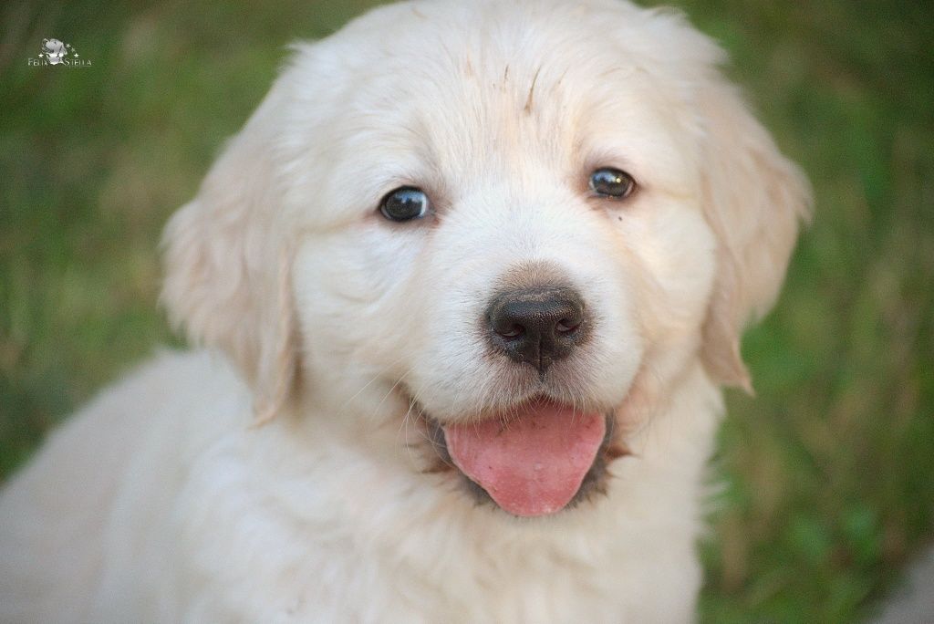 Golden retriever suczka ZkwP/FCI