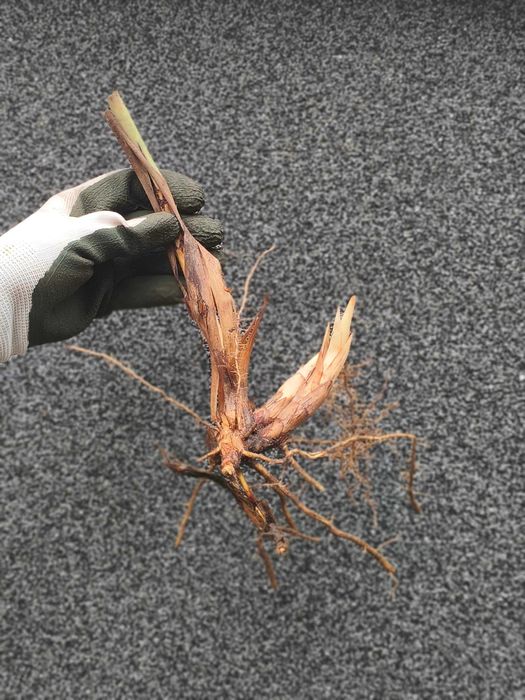 Miskant Olbrzymi sadzonki (15szt.)