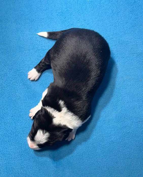 Border Collie, Piesek z Rodowodem, Rodzice przebadani, Benio