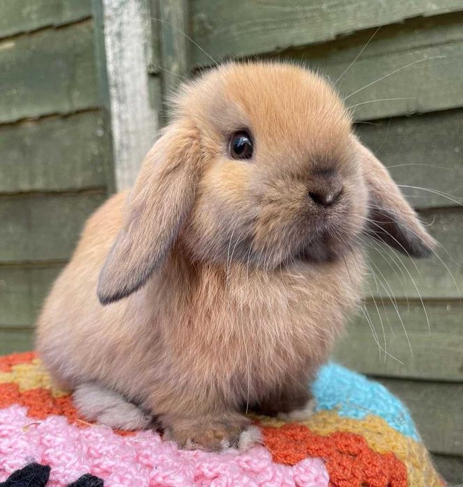 KIT Coelhos anões orelhudos, mini lop super inteligentes e meigos