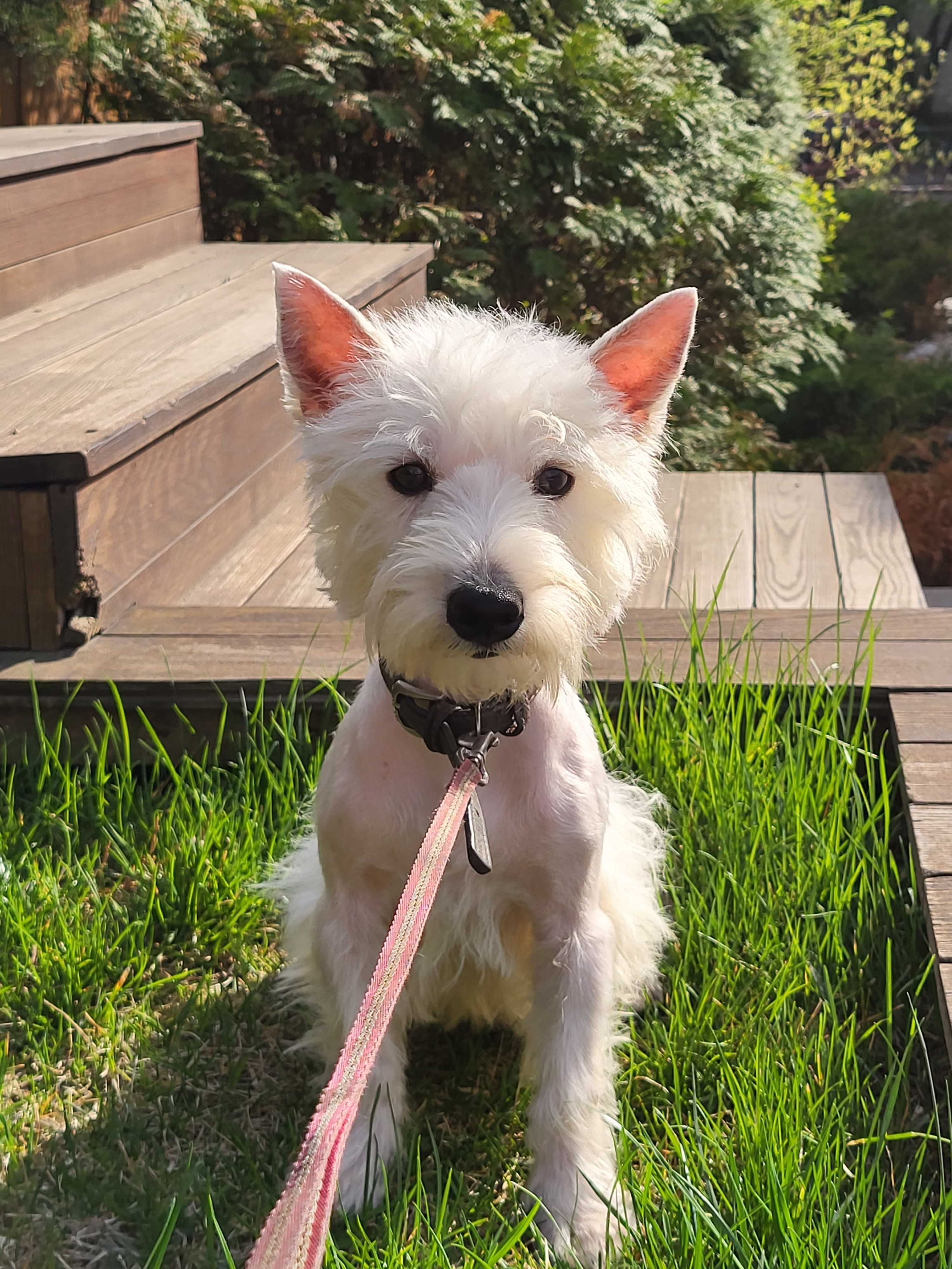 Вест Хайленд Уайт Тер'єр/West Highland White Terrier, цуценя 10 міс.