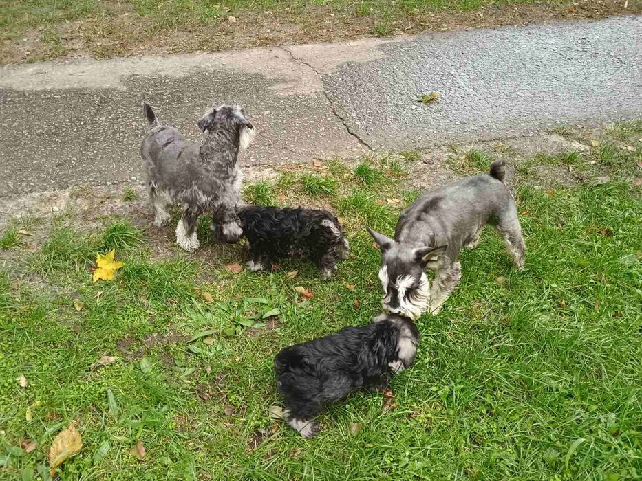 Цуценята цвергшнауцера