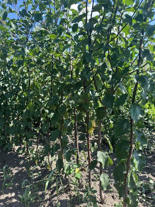 Саджанці плодових дерев. Купити саджанці