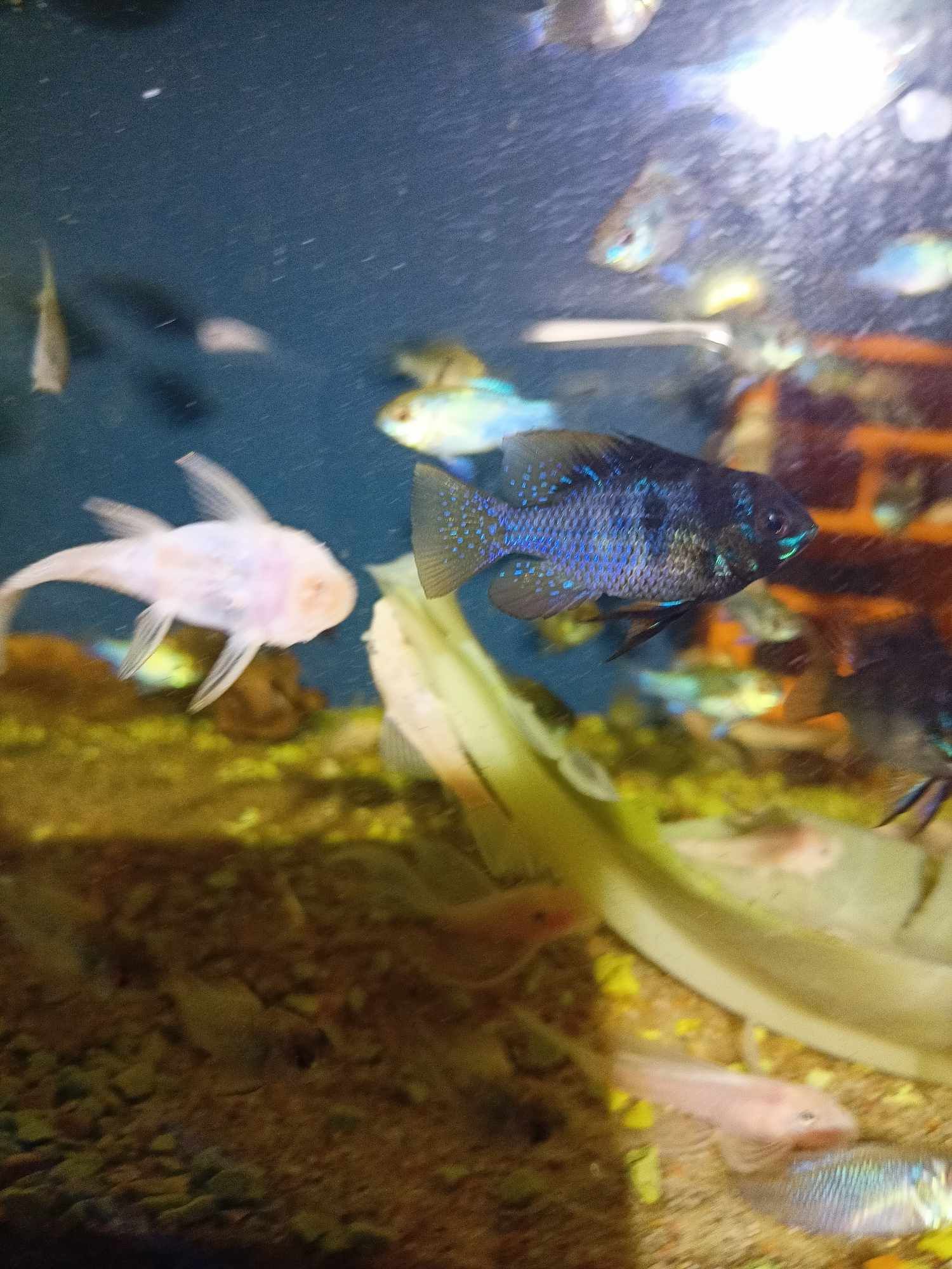 Super cena Pielęgniczka Ramireza Czarna – Apistogramma ramirezi black