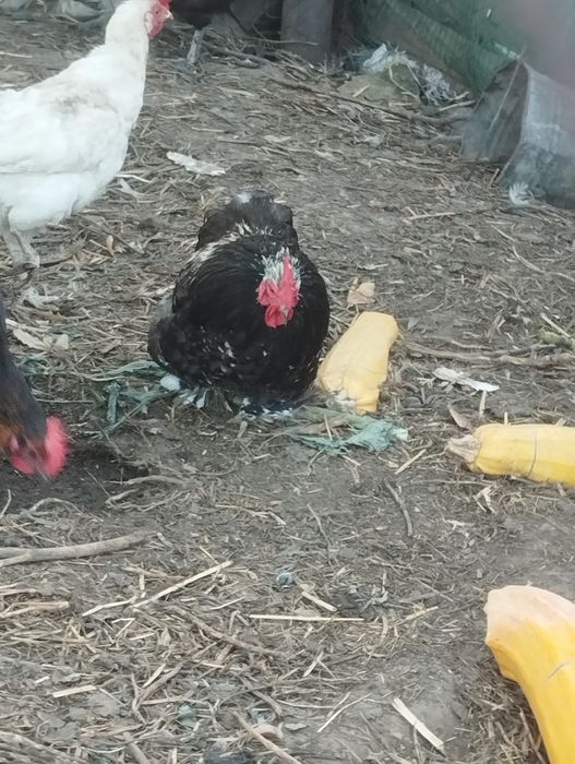 Продам питухів .