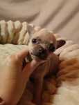 Chihuahua suczka