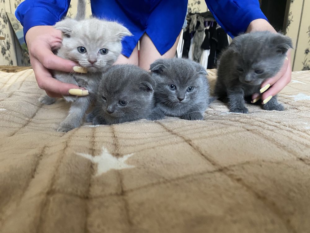 Продаю дуже гарних британських кошенят