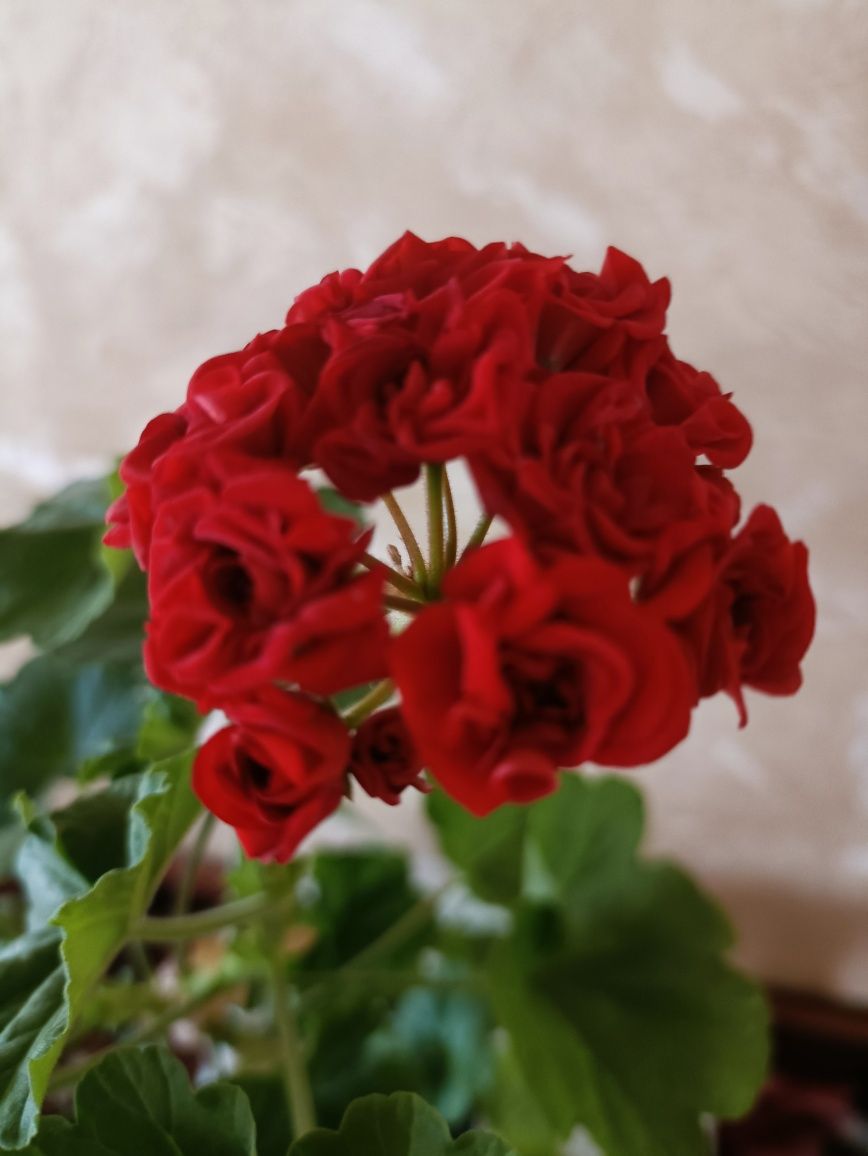 Пеларгония герань розебудная Rosebud Red