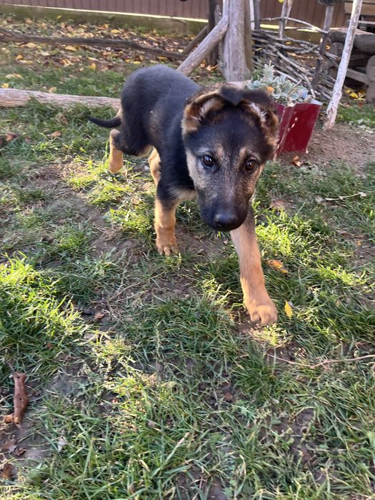 Продаються дівчатка німецької вівчарки