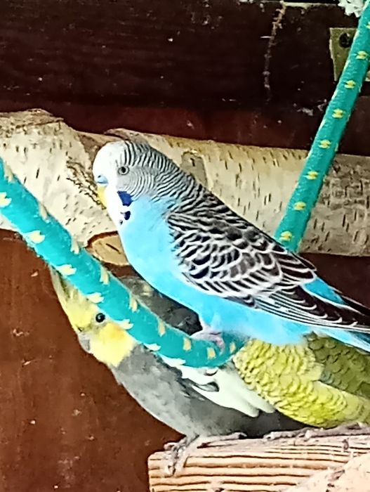 Papużki faliste ...