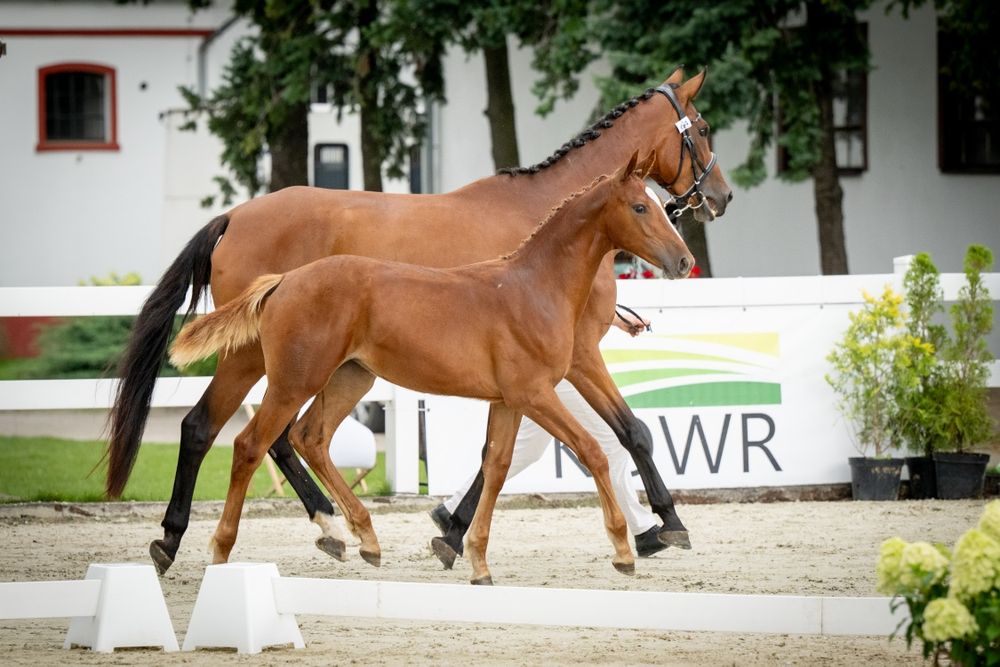 Klaczka/Odsadek 2025