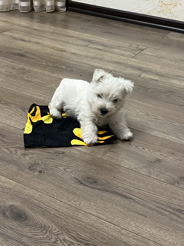 West highland white terrier