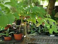 Orzech włoski duży + gratisy! agawa lub paulownia i pigwa!